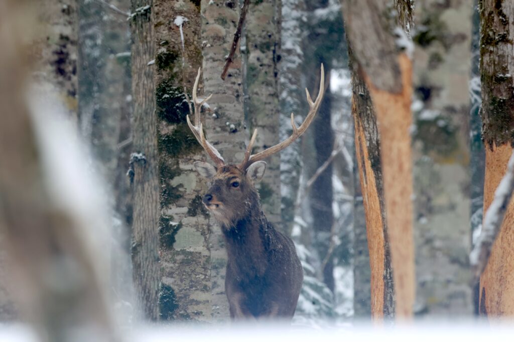 Sika Deer. Japan. Whitehawk Birding