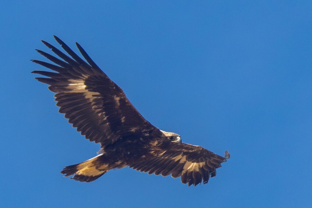 Golden Eagle. Mongolia. Whitehawk Birding.