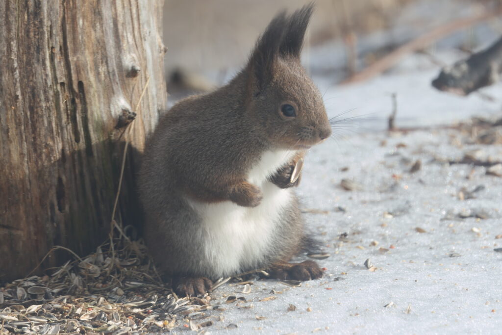 Red Squirrel feeding on ground. Japan. Whitehawk Birding
