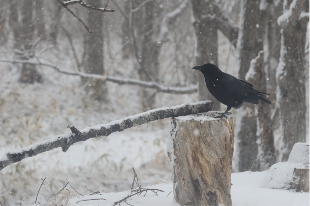 Crow on a log under falling snow. Japan. Whitehawk Birding