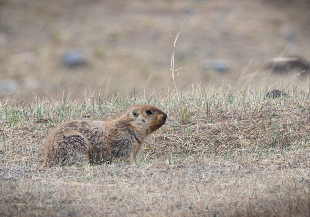 Siberian Marmot. Mongolia. Whitehawk Birding