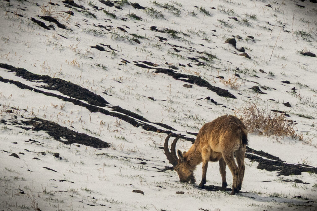 Siberian Ibex. Mongolia. Whitehawk Birding