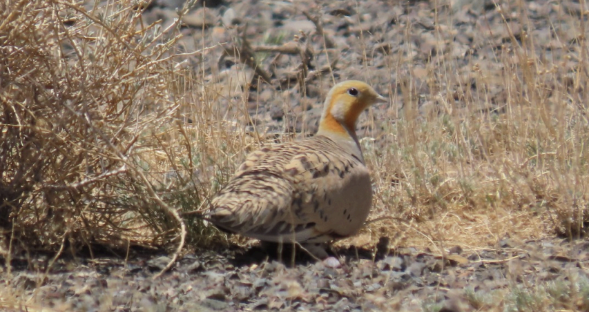 Pallas's Sandgrouse