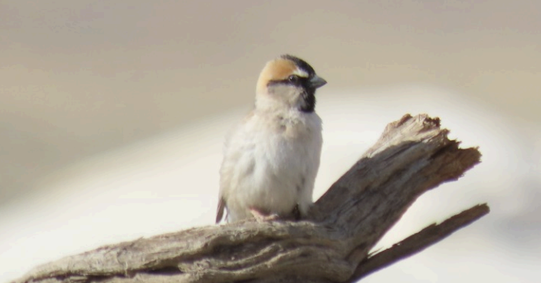 Saxaul sparrow on log. Mongolia. Whitehawk Birding