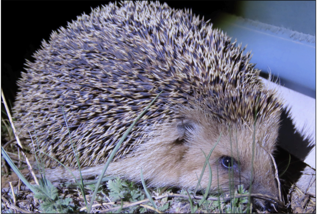 Daurian Hedgehog. Mongolia. Whitehawk Birding