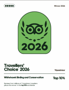 Whitehawk Birding Trip Advisor 2026