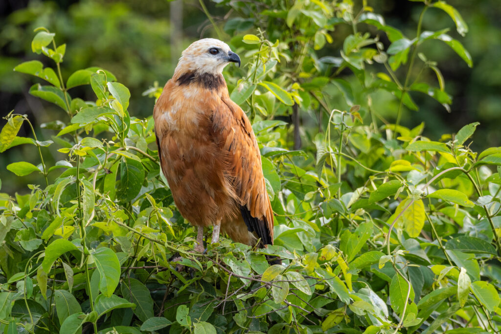 Black-collared Hawk Brazil Pantanal Whitehawk Birding