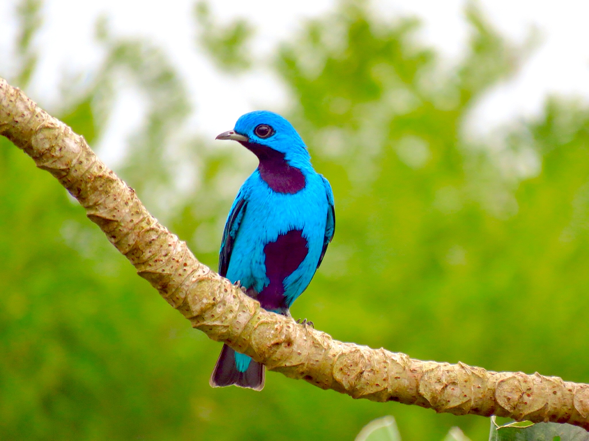 Blue Cotinga Panama Whitehawk Birding