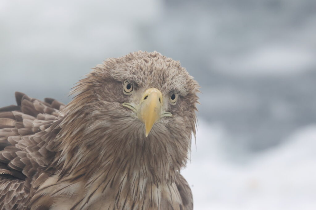 Close up White-tailed Eagle. Japan. Whitehawk Birding