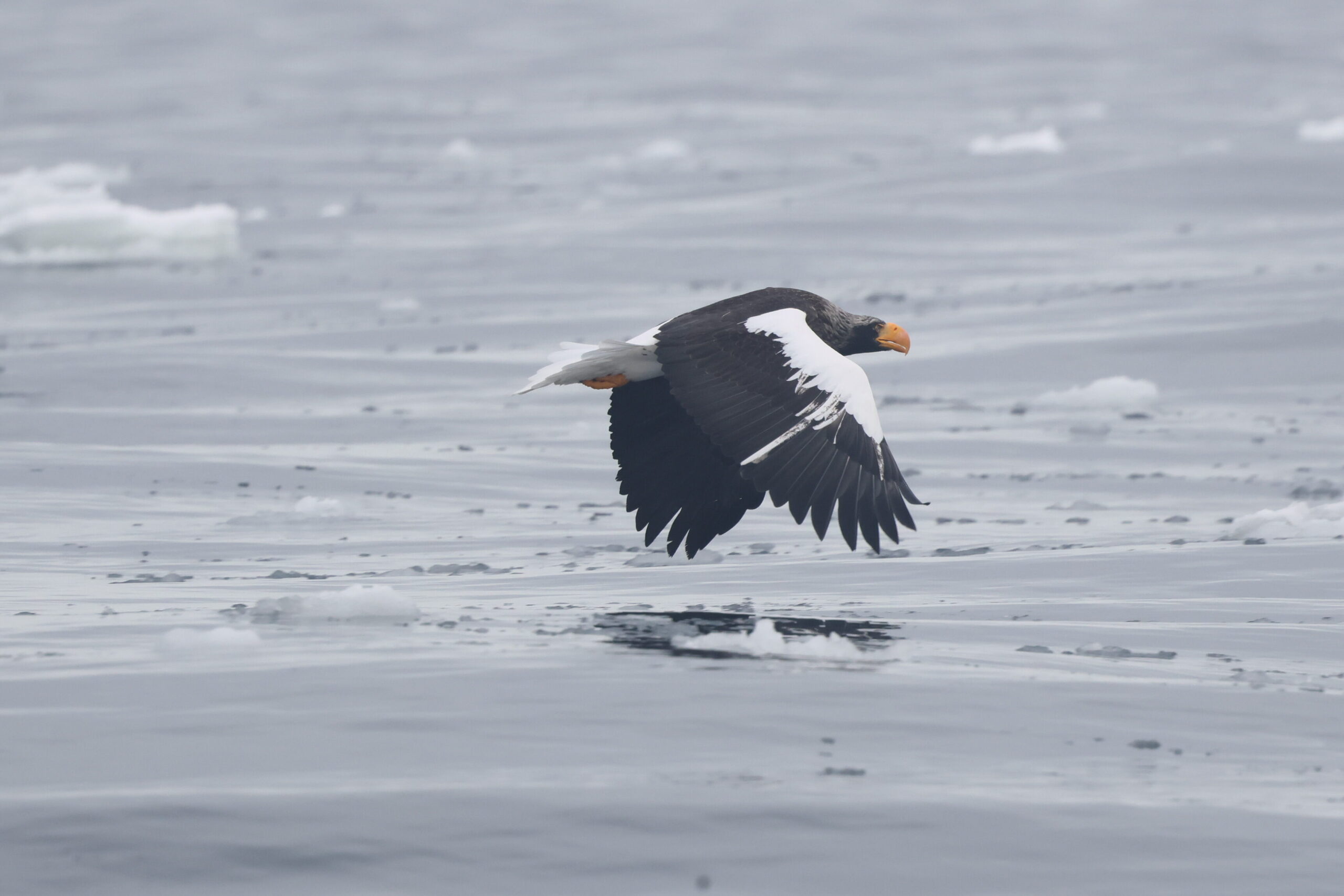 Steller's Sea Eagle. Japan. Whitehawk Birding