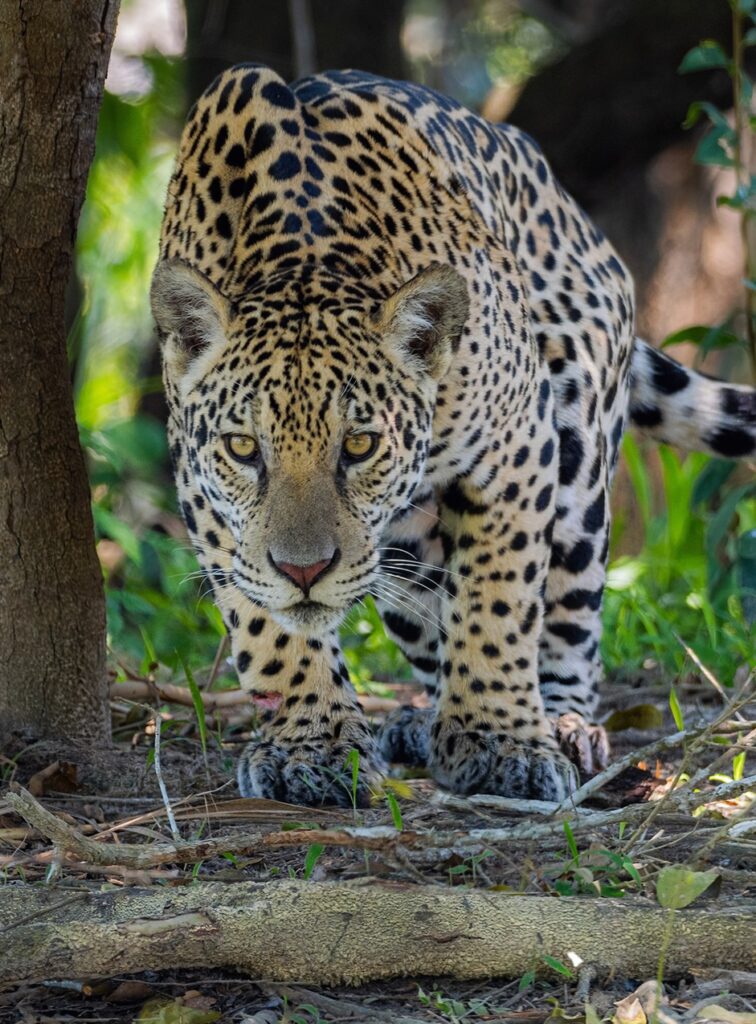 Jaguar Pantanal Brazil Whitehawk Birding