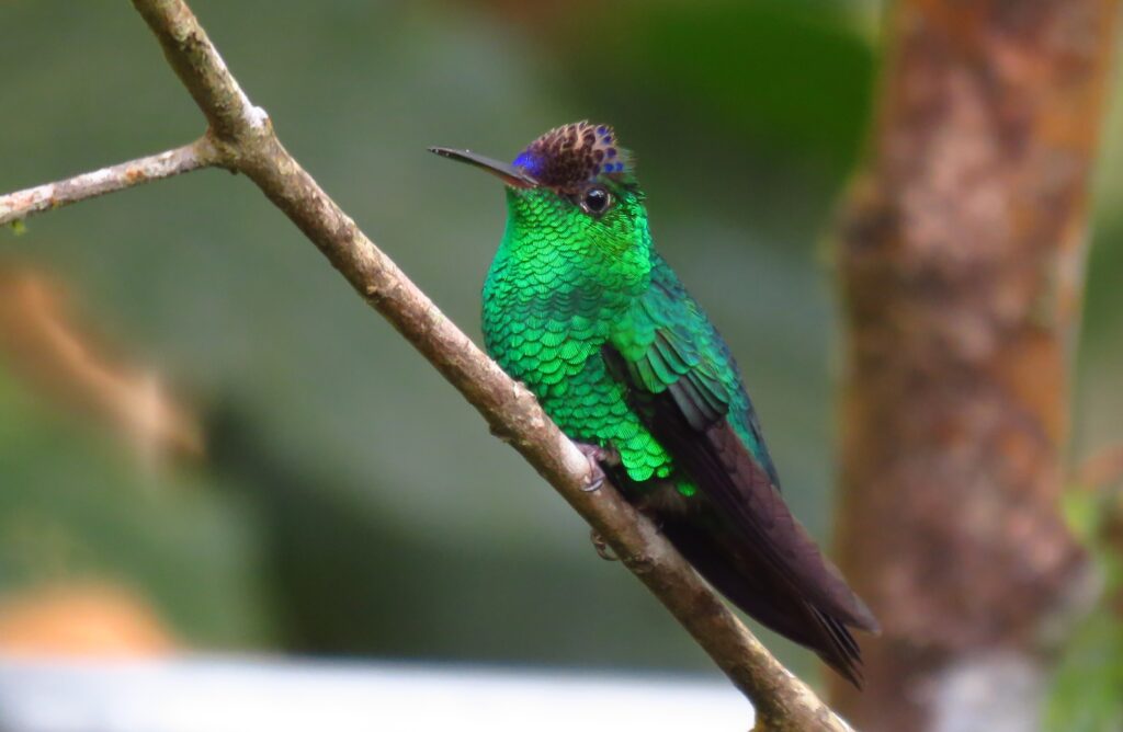 Violet-capped Hummingbird Panama Whitehawk Birding