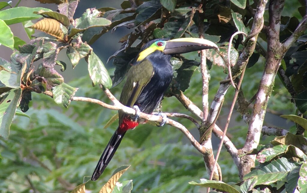 Yellow-eared Toucanet Panama Whitehawk Birding