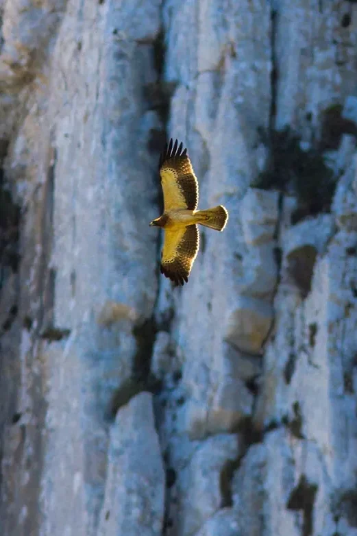 Booted Eagle Morocco