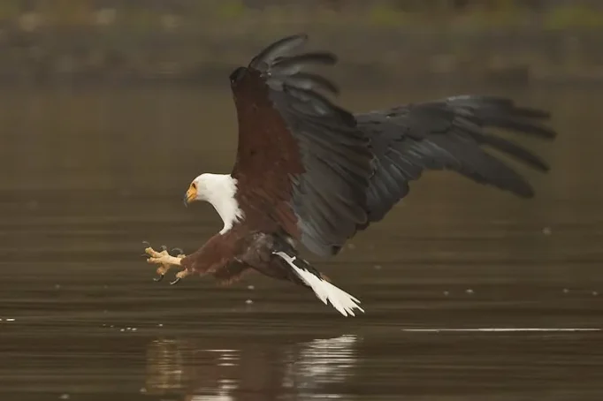 African Fish-Eagle