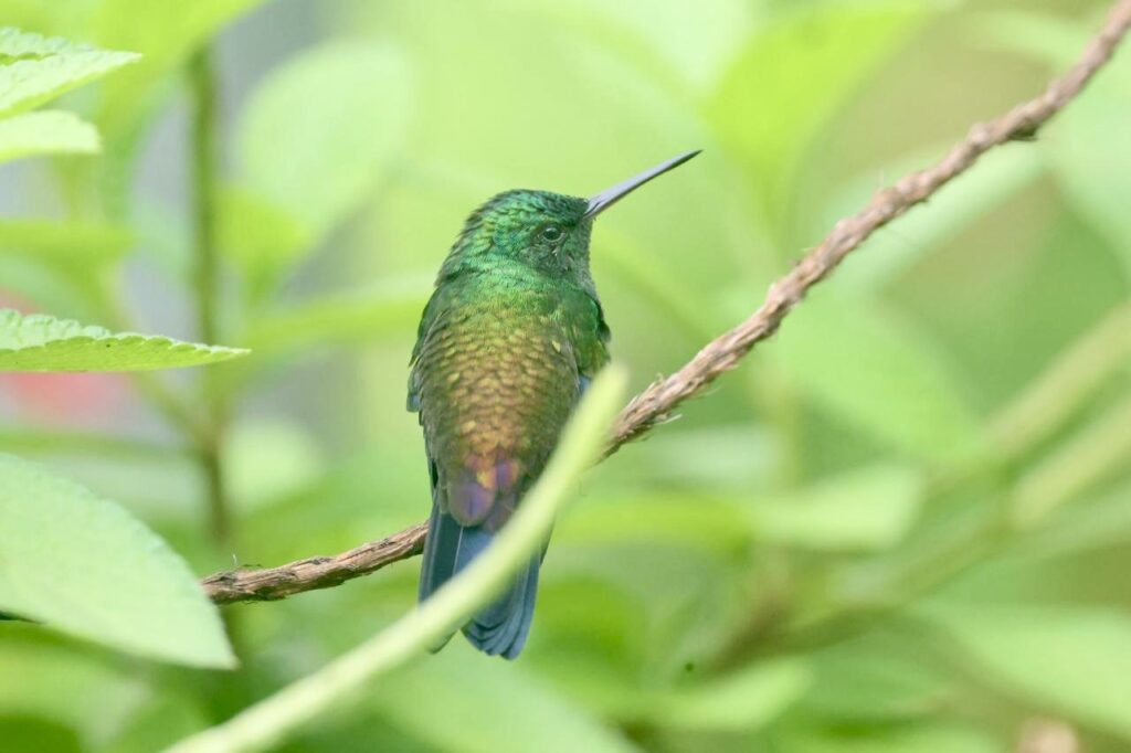Copper-rumped Hummingbird Trinidad and Tobago Whitehawk Birding