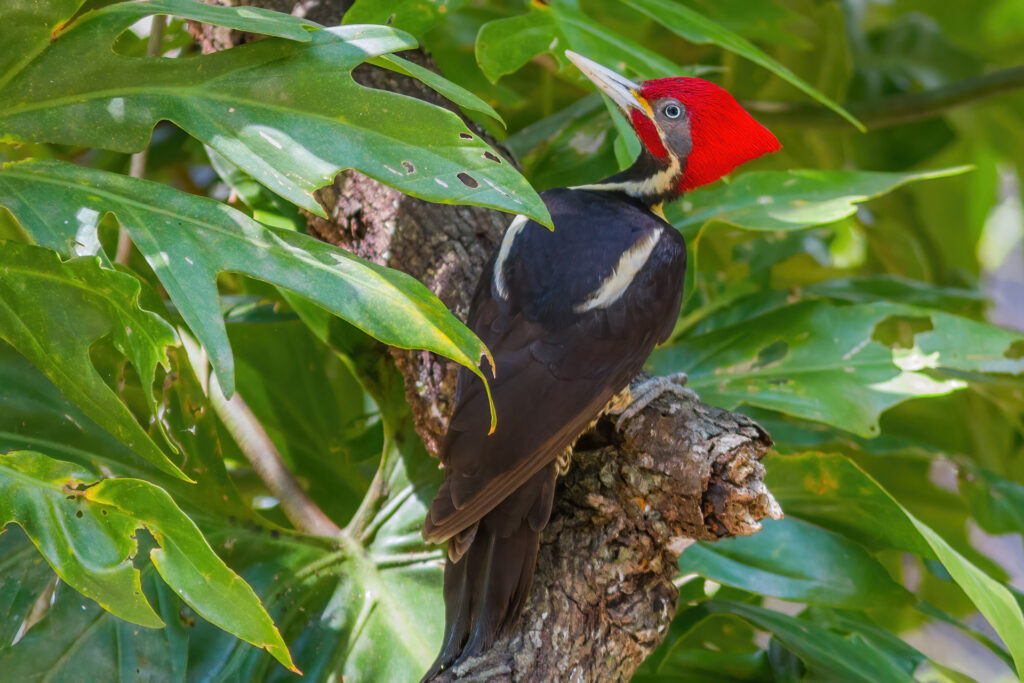 Lineated Woodpecker Whitehawk Birding