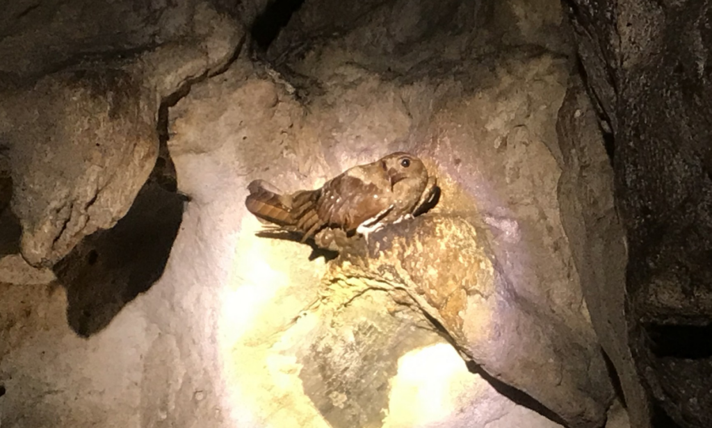 Oilbird Trinidad Whitehawk Birding