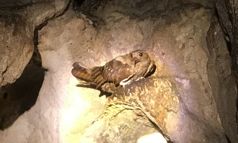 Oilbird Trinidad Whitehawk Birding Marta Curti