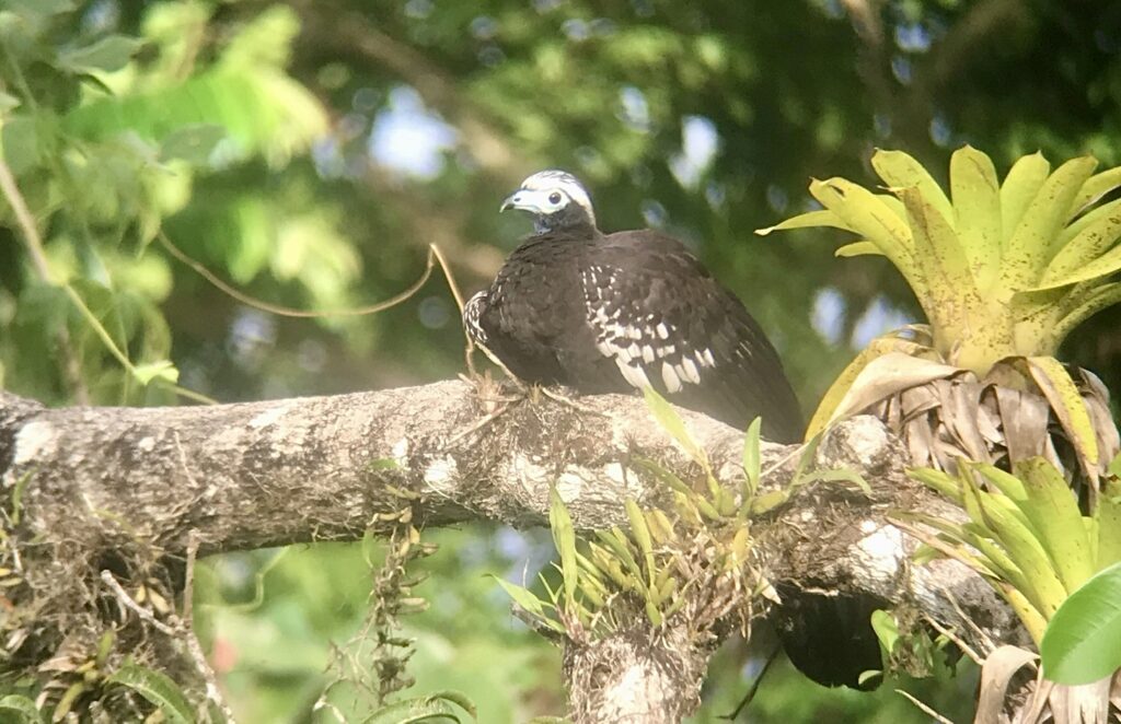 Trinidad Piping-Guan Whitehawk Birding