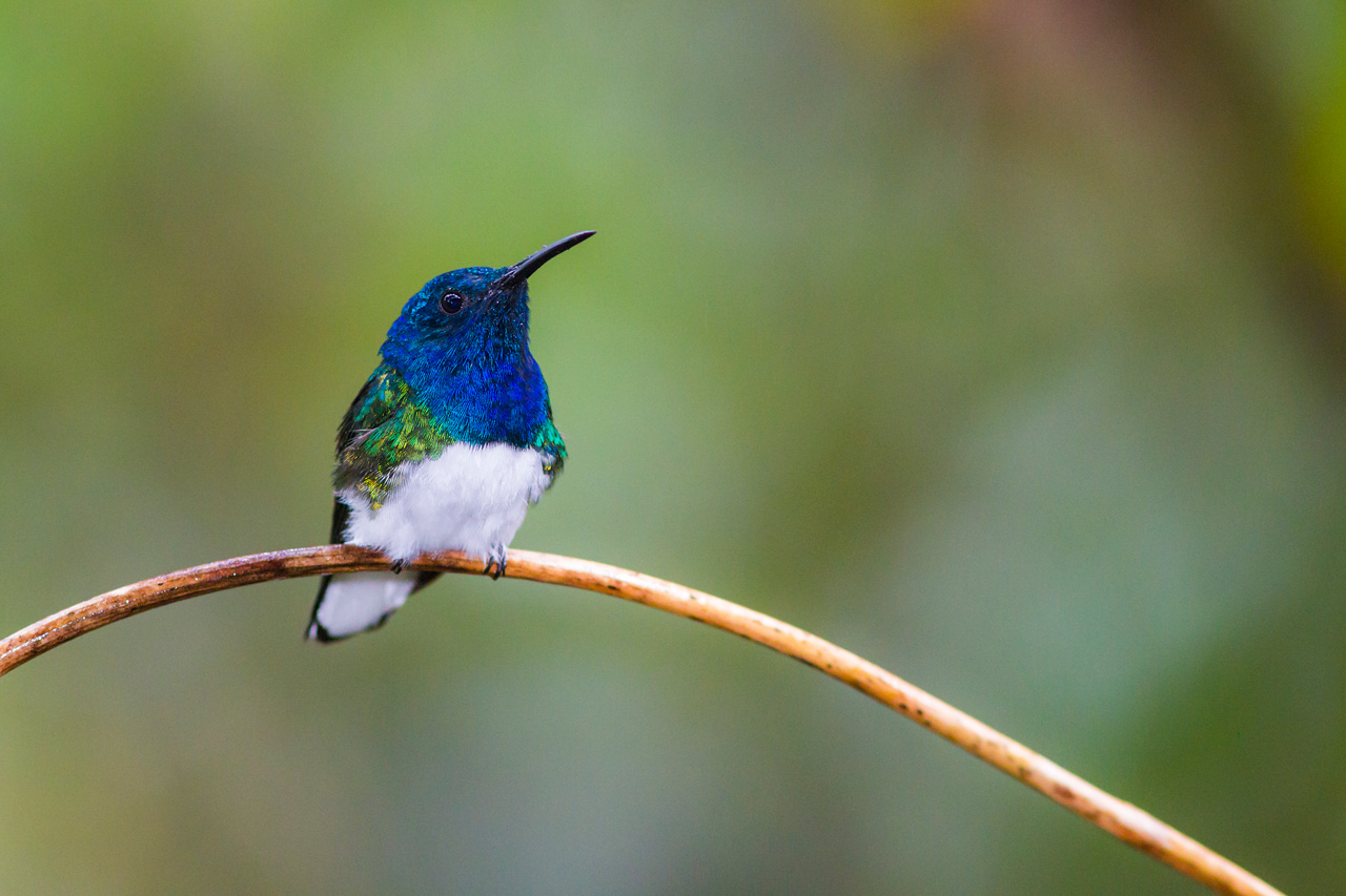 White-necked Jacobin Whitehawk Birding