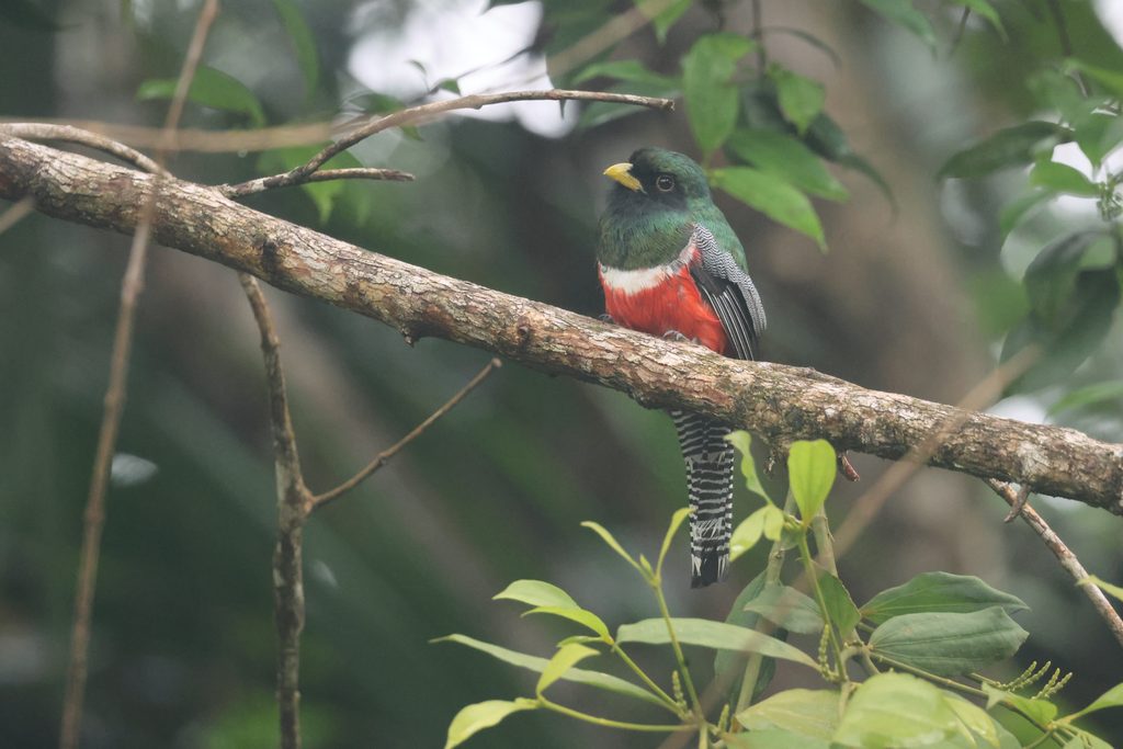 Collared Trogon, Trinidad, Whitehawk Birding Marta Curti