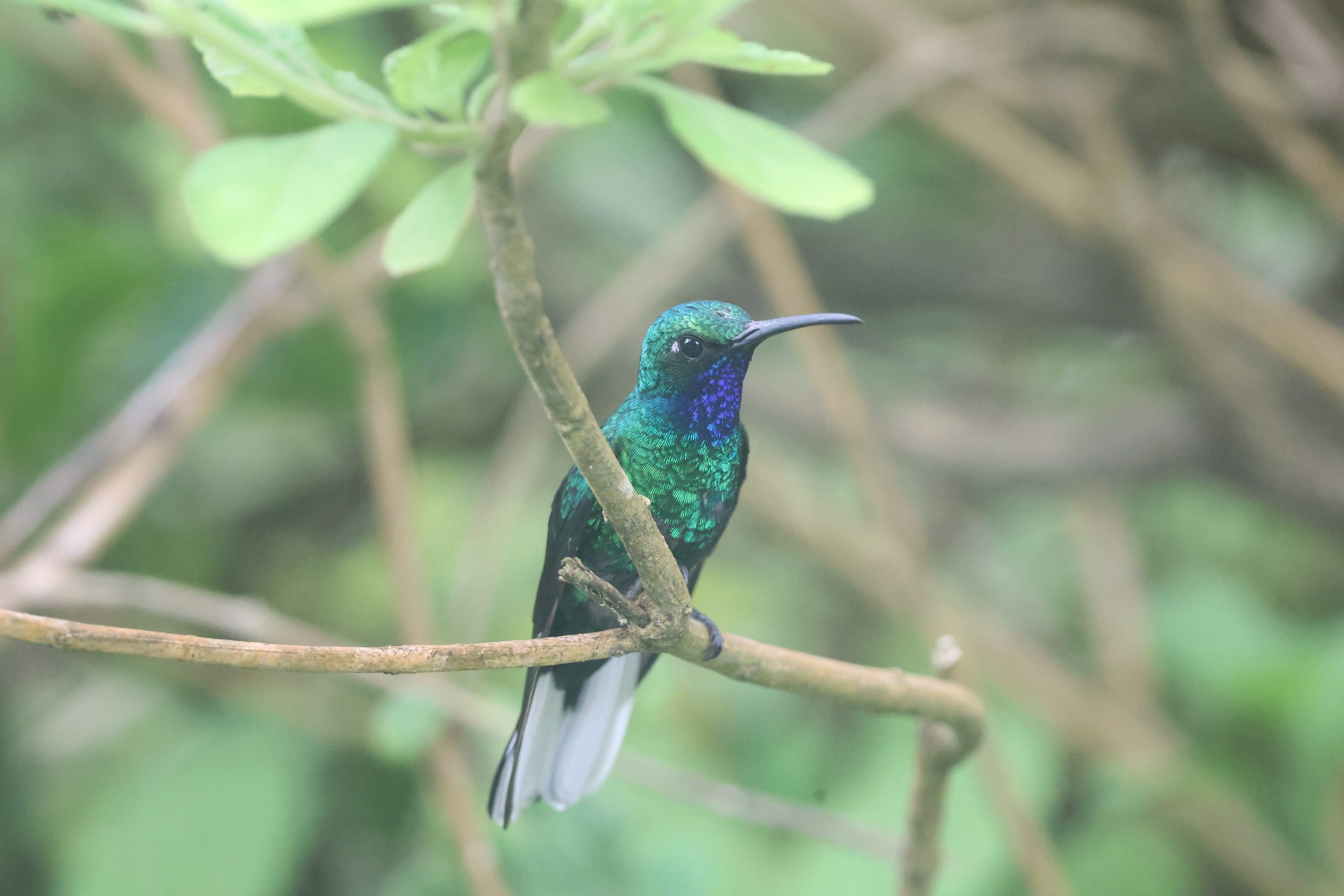 Top 10 Reasons to visit Trinidad & Tobago